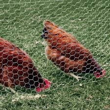 Fil de poulet galvanisé à chaîne hexagonale de qualité industrielle pour cages